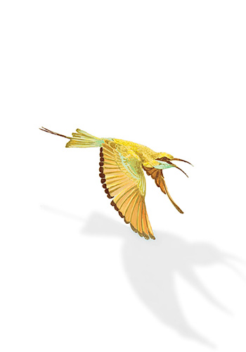 praxis-dr-hellhake-dr-storck-behandlung-vogel