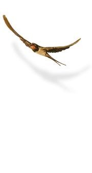 praxis-dr-hellhake-dr-storck-home-vogel