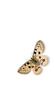 praxis-dr-hellhake-dr-storck-praxishistorie-schmetterling