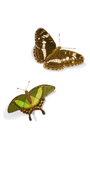 praxis-dr-hellhake-dr-storck-zeiten-schmetterling